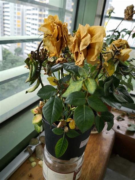 家裡植物枯萎|室内植物枝叶干枯的7个原因和解决的方法，让家里的植物活得更久